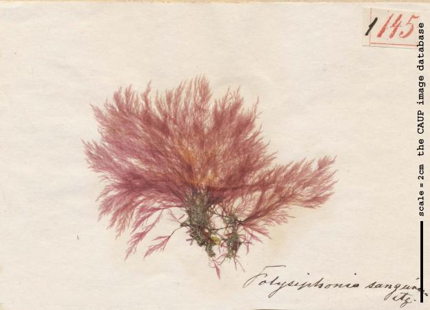 Polysiphonia sanguinea_145.jpg